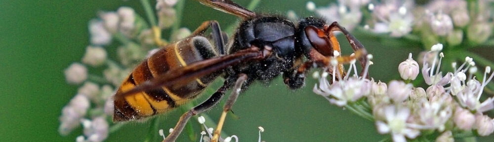 Vespa Velutina