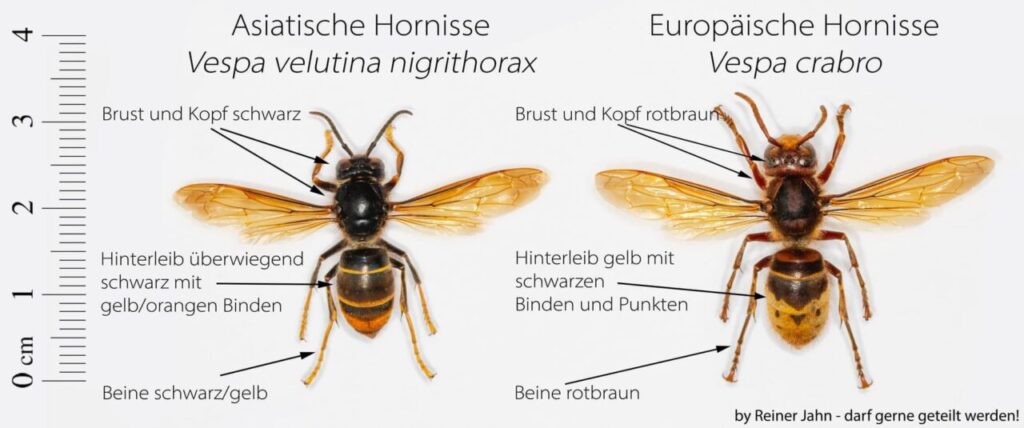 Hornissenvergleich: Asiatische und Europäische